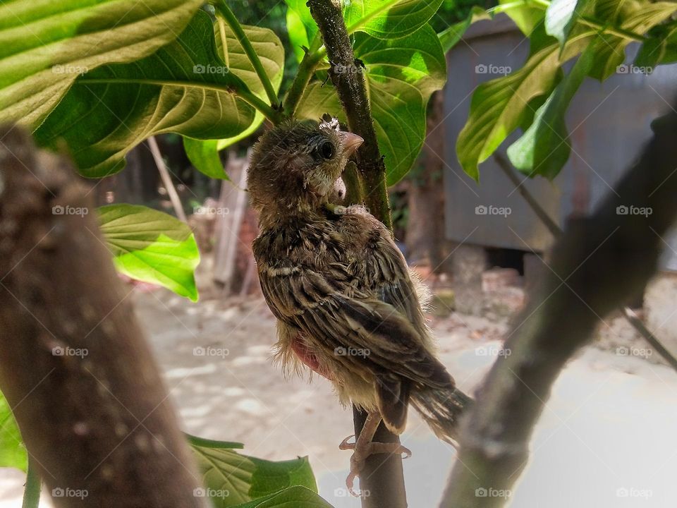 Little sparrow was resting