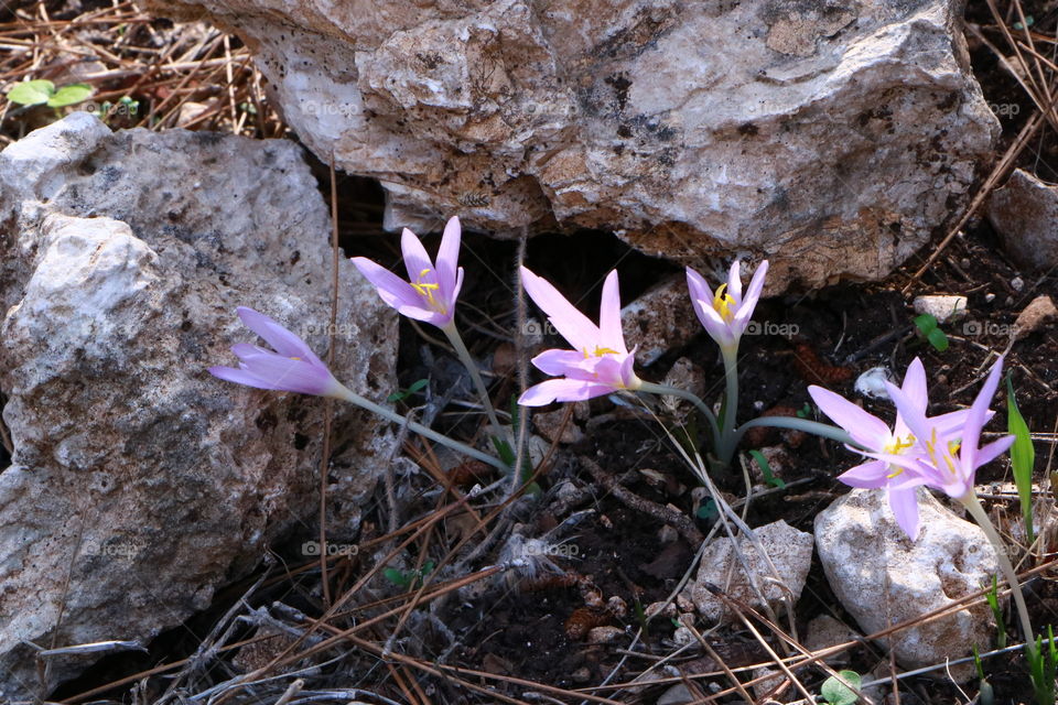 Autumn flowers found a good place to Hiding them self from the wind with the stones around. 