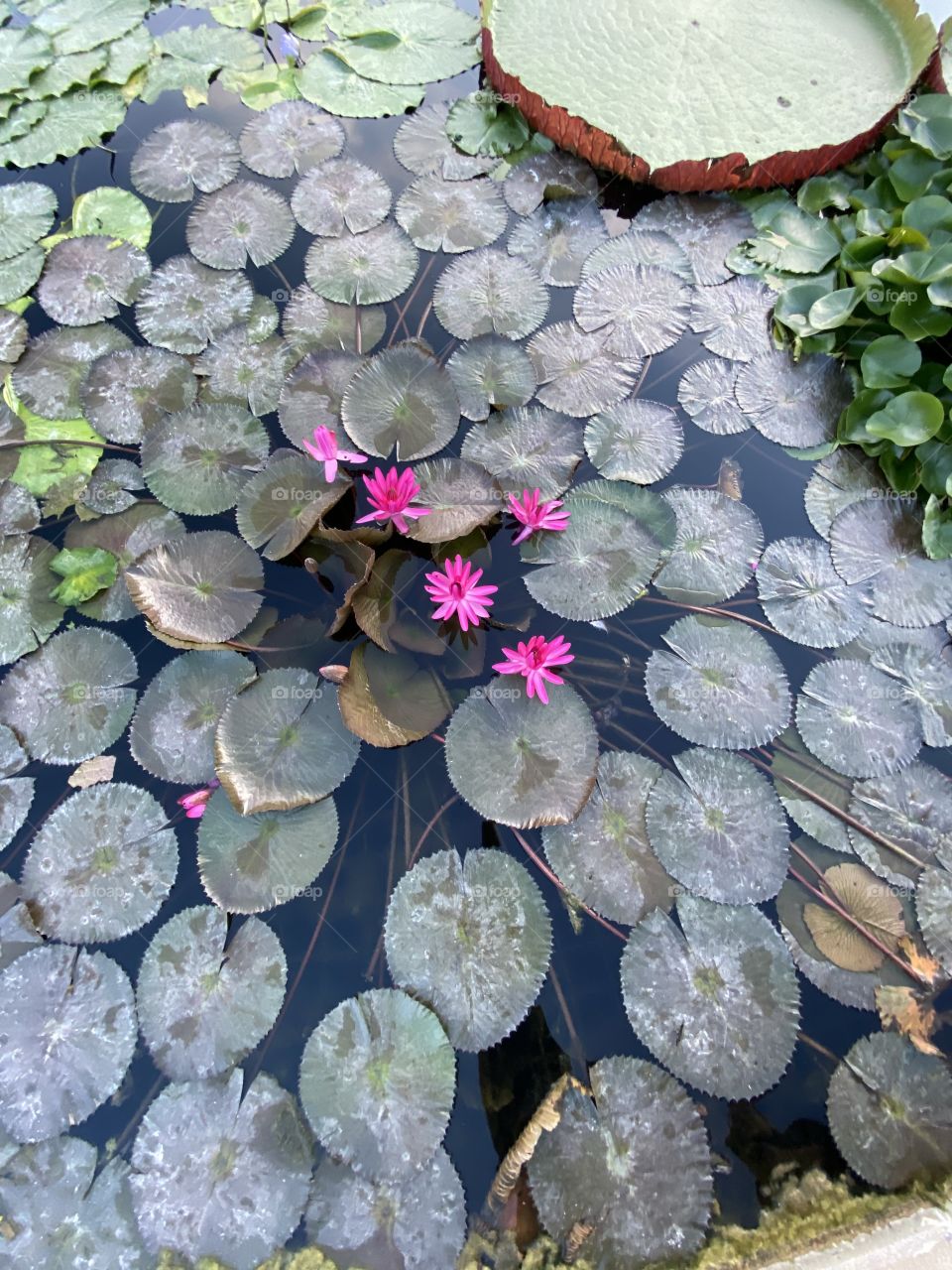 Pink Egyptian lotus 