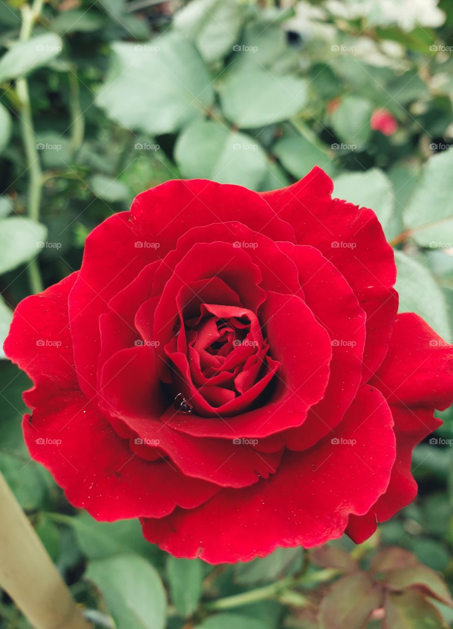 A red Rose