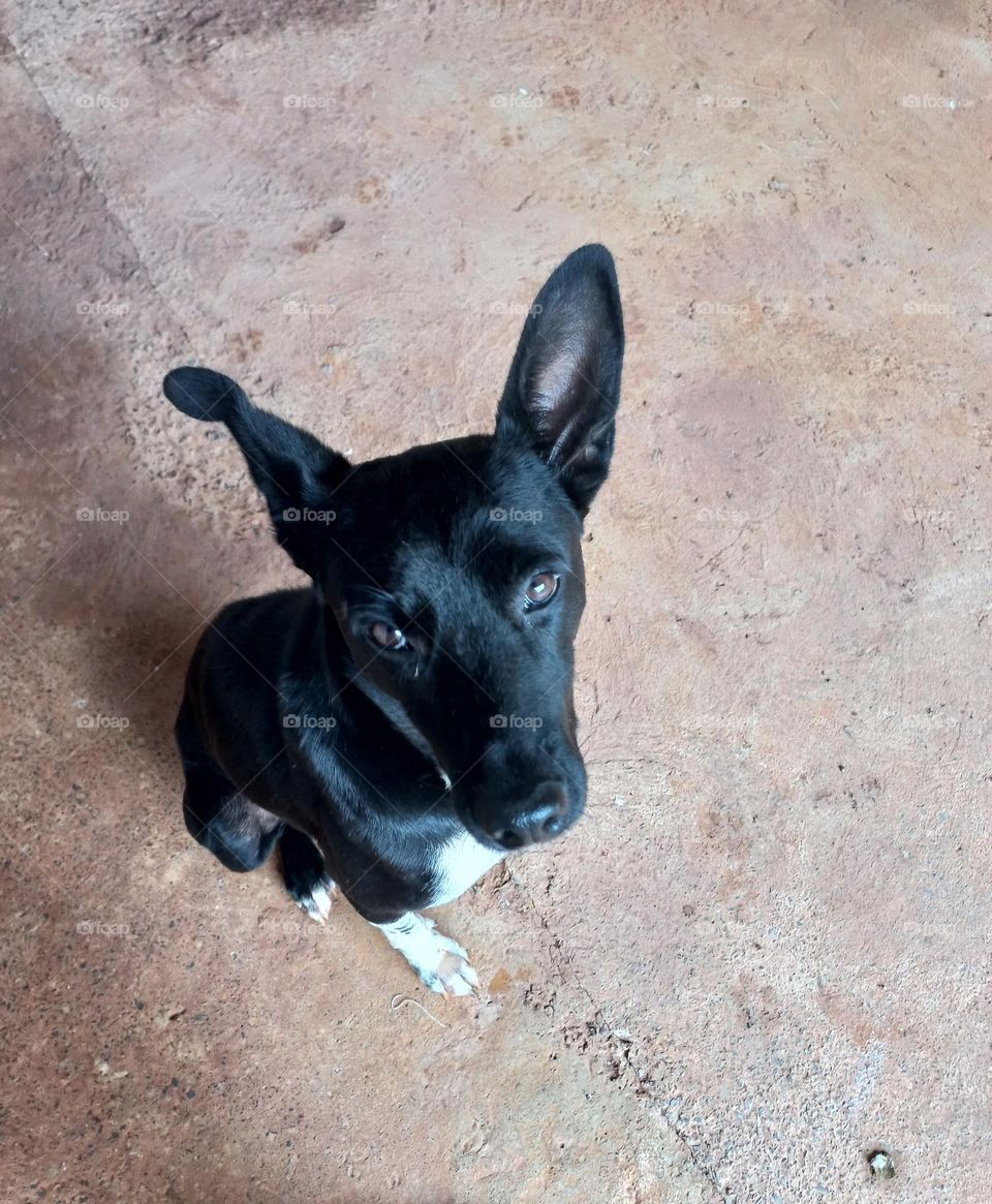 Cãozinho sentado com um olhar fixo nos seus olhos, esse é um sinal do seu pet demonstrando carinho. O contato visual é uma forma de comunicação  importante para os cães