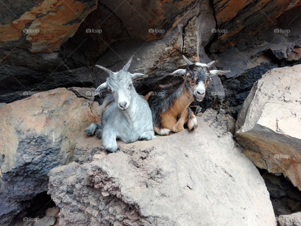 couple goats
