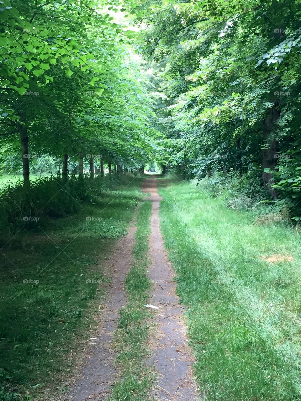 Cart Pat . Cart path through wooded area in the garden of Versailles.
