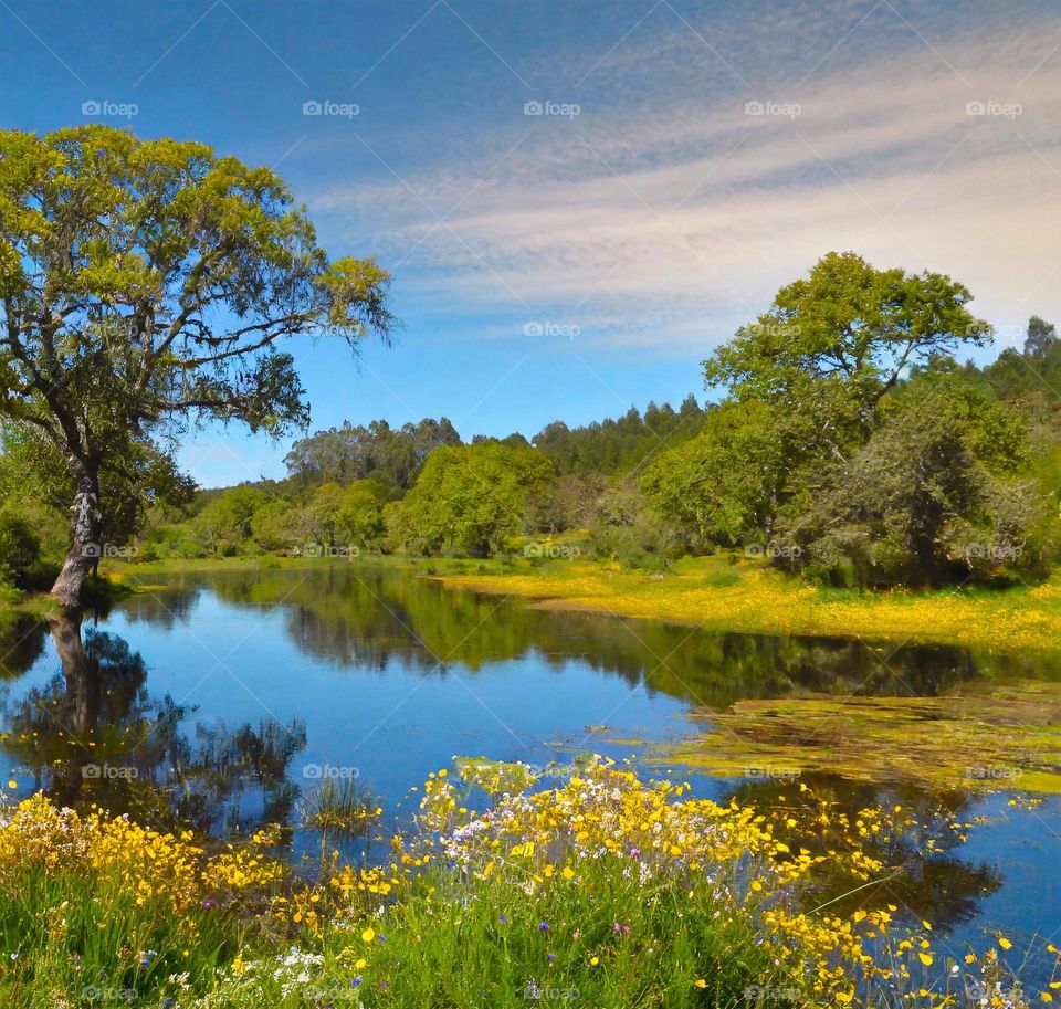 Explorando la Reserva Nacional Nonguén: Tesoro Natural en la Región del Biobío"