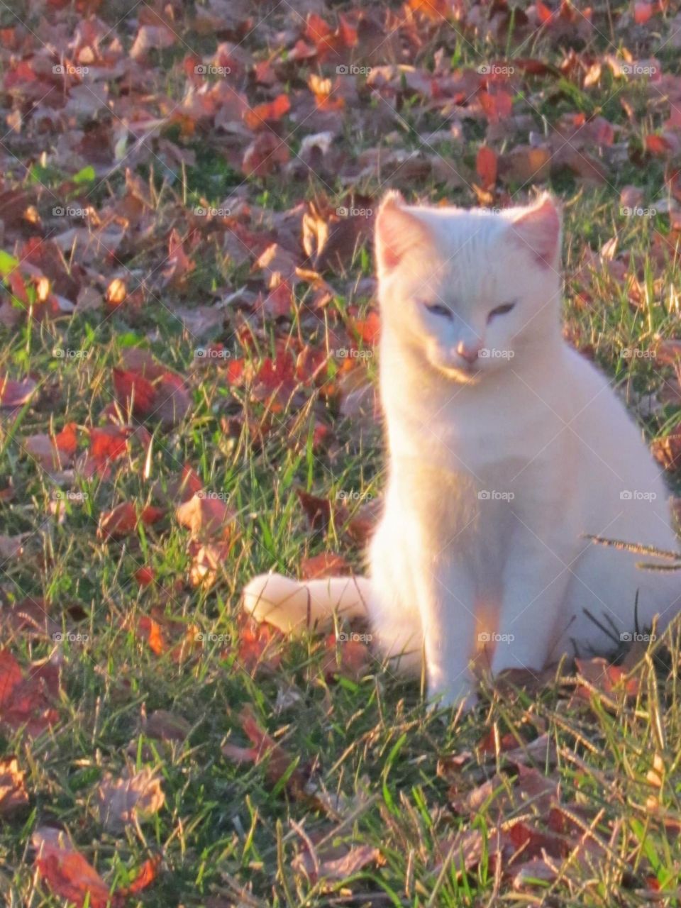 White cat in fall leaves