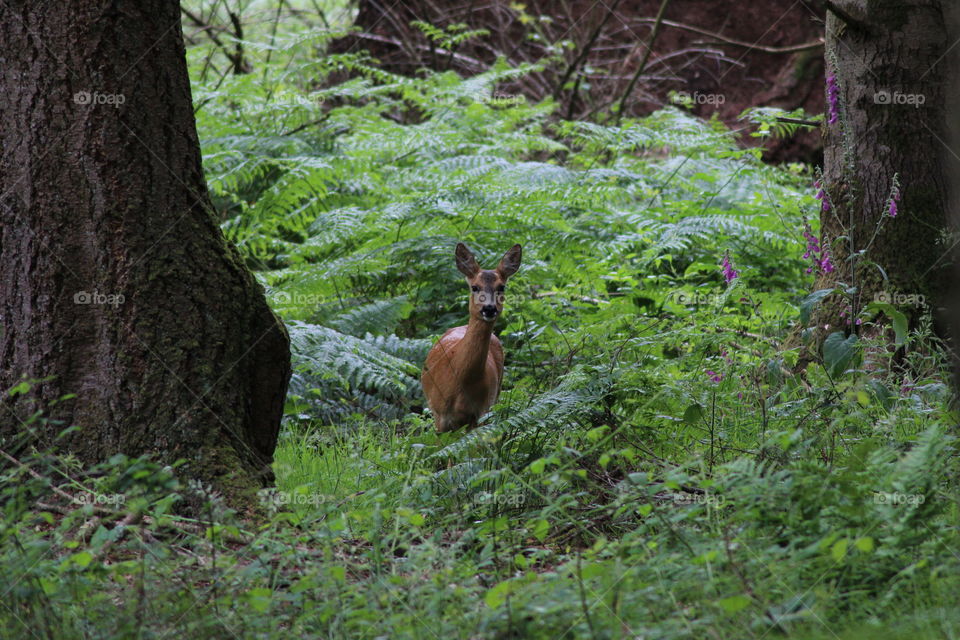 Deer in the forest