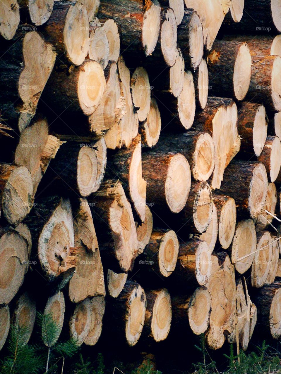 Close-up of tree logs