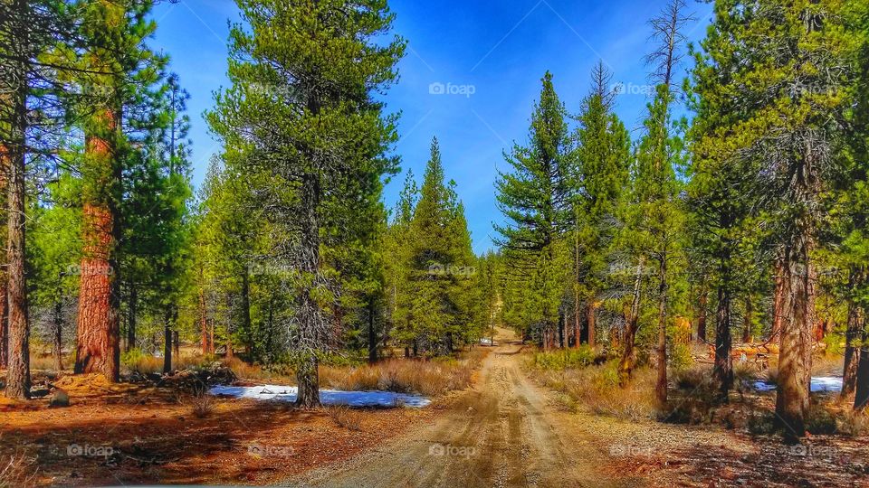 MAMMOTH LAKES|california