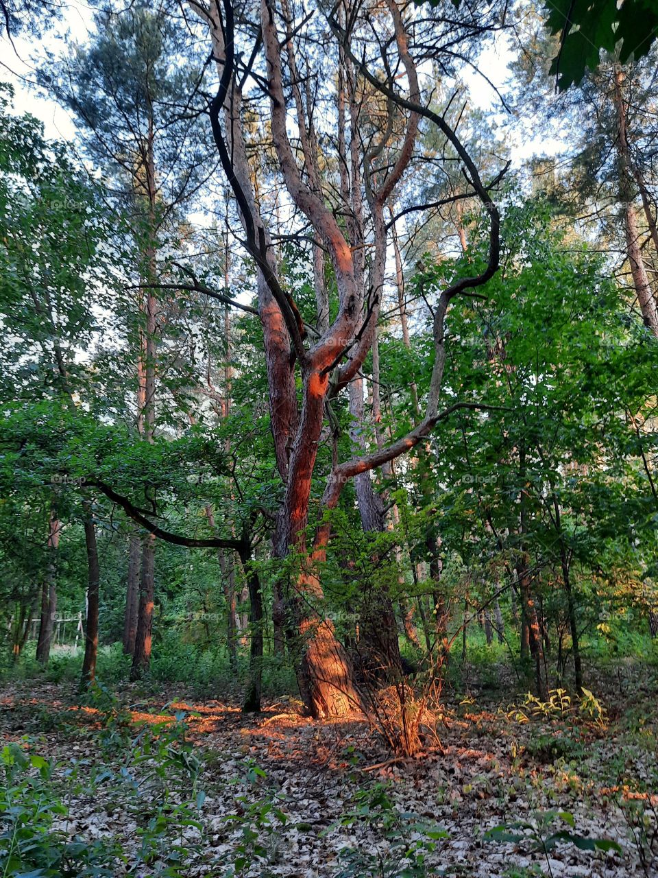 orange sunset light in the forest