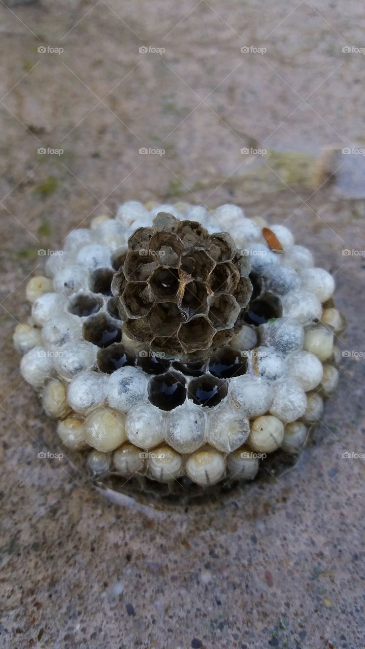 wasp nest larvae