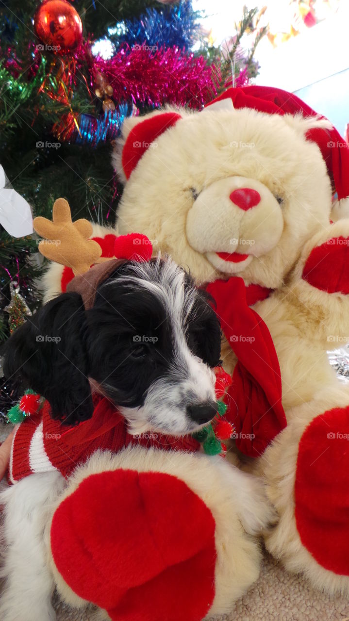 puppy dog dressed festively cuddling up to a santa teddy bear.