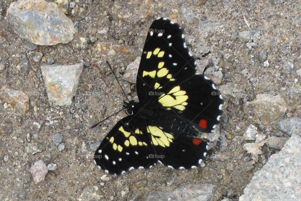 Costa Rican Butterfly