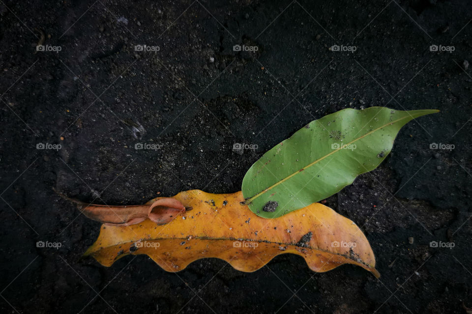 Dried fallen leaves