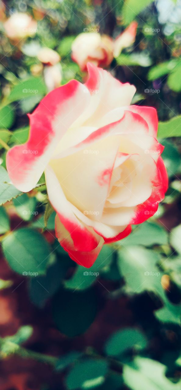 bonga red and white roses