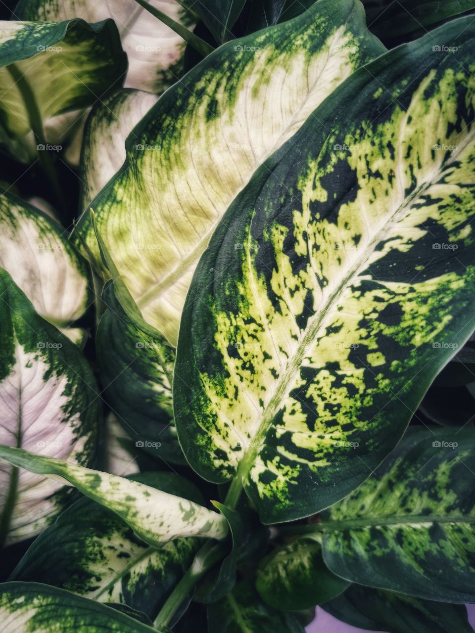 Plant green house Park colors greens