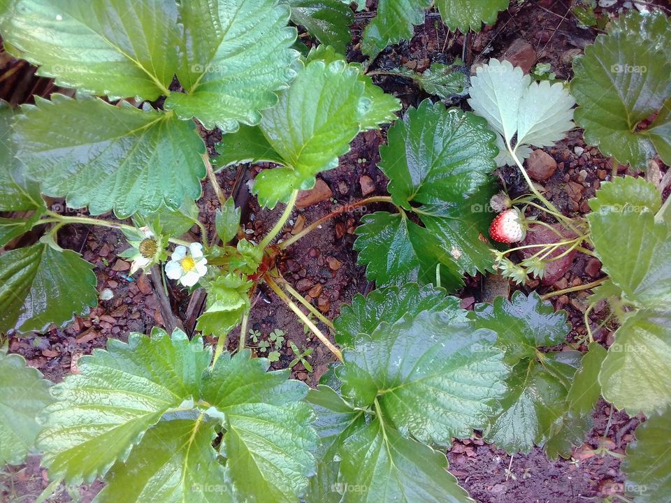 strawberry and flower