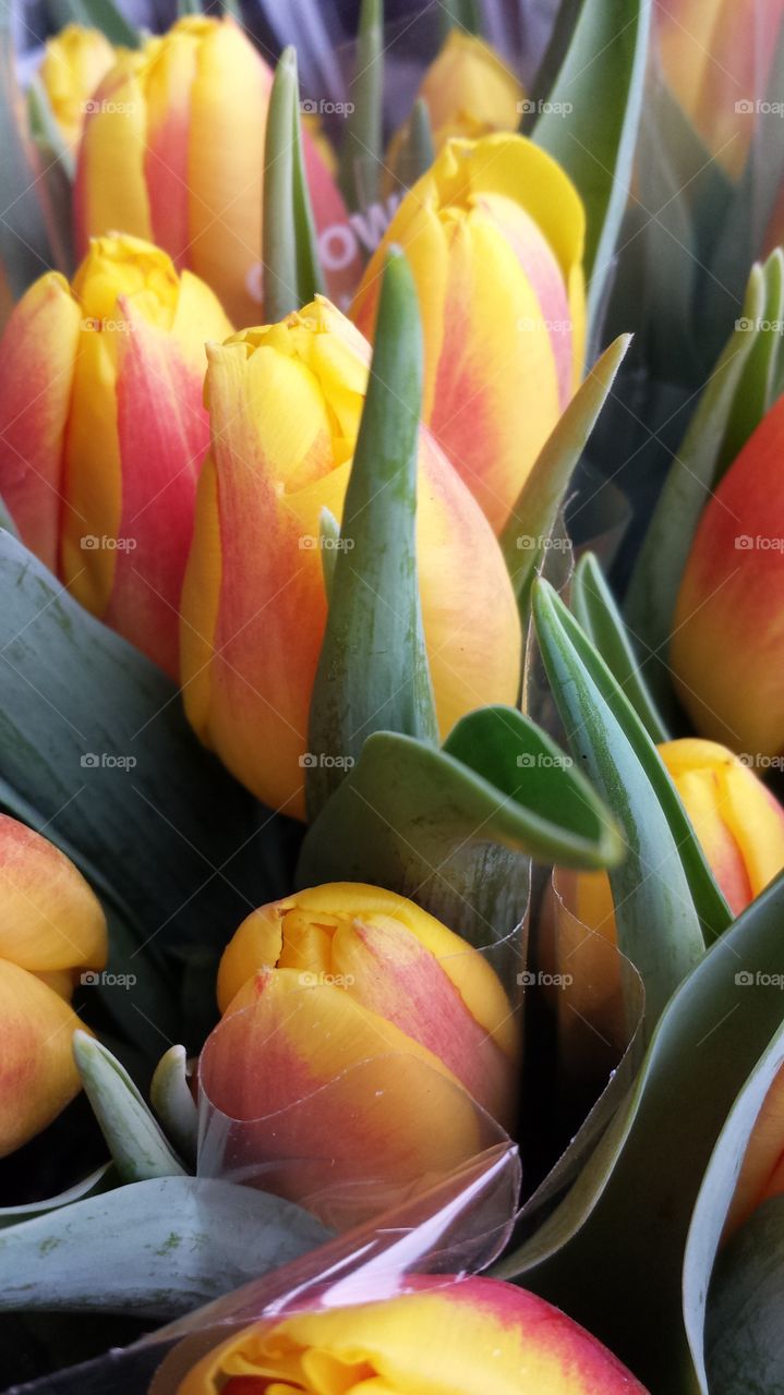 bi-color tulips