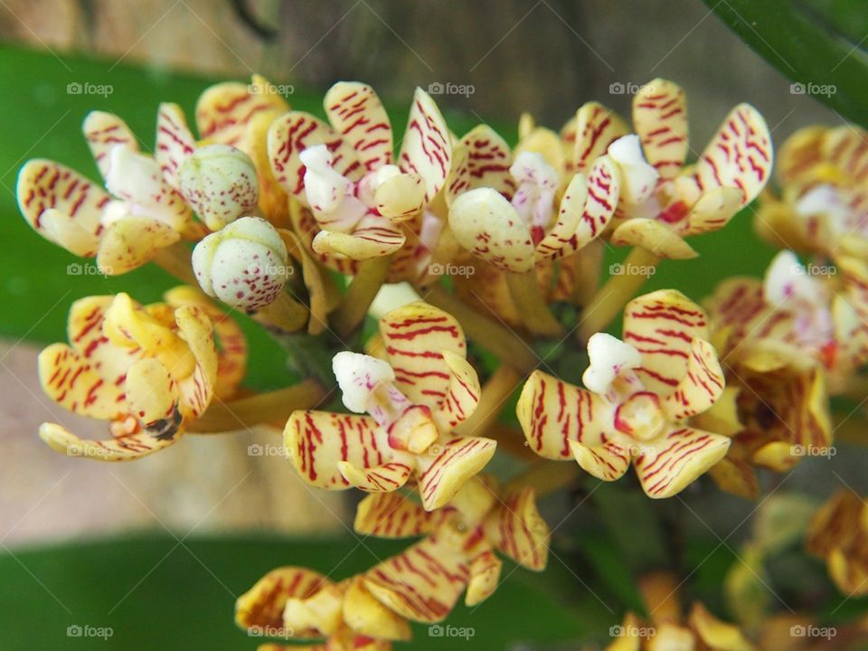 Wild orchids blooming at outdoors