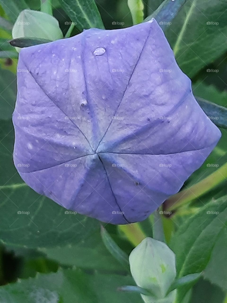 close-up of the platycodon flower bud