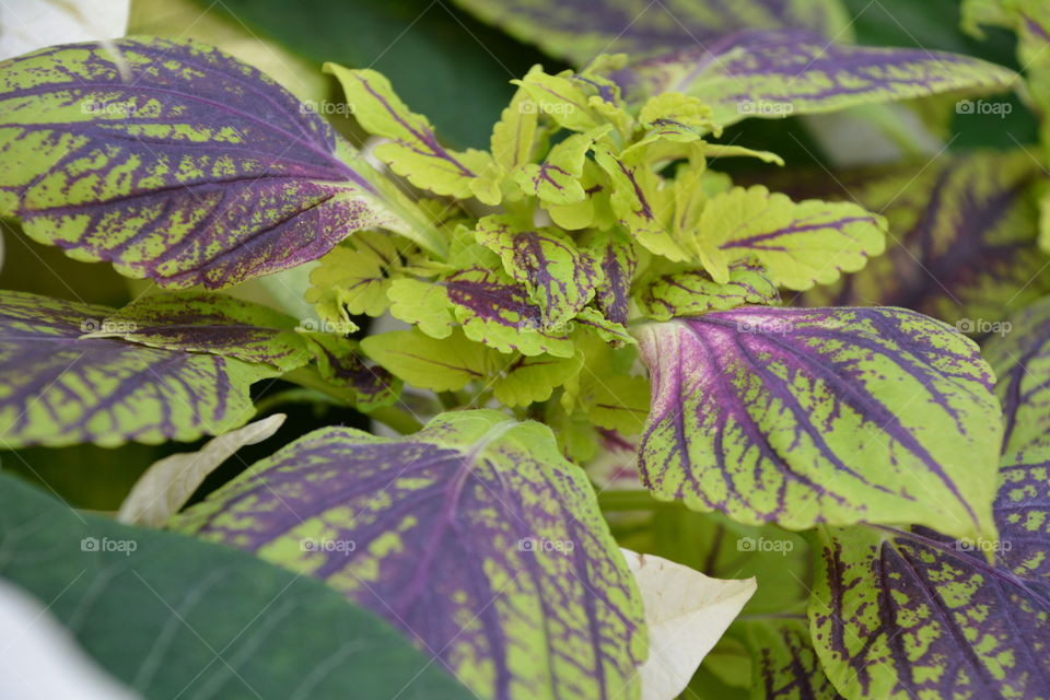 Purple variegated leaves 