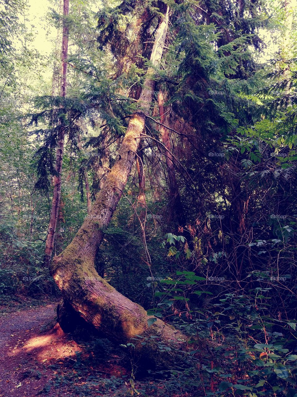 This tree bent itself out of the ground in a really awesome way.