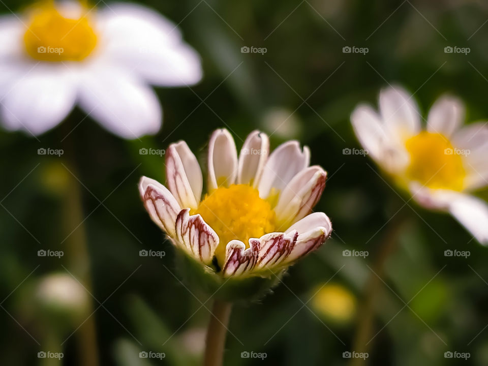 close up of flowering Blackfoot daisies in the spring