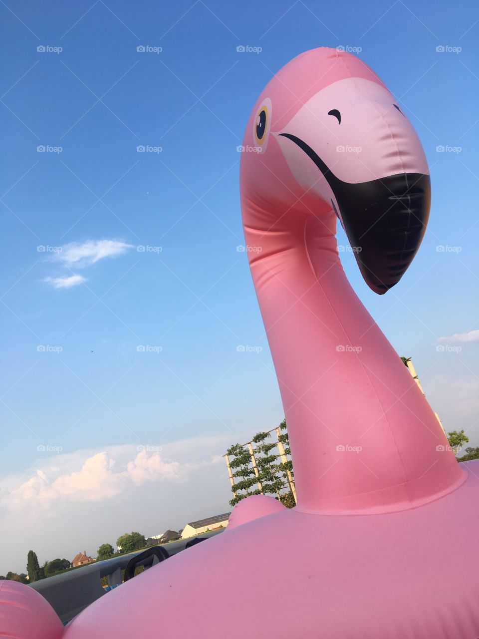 Flamingo 