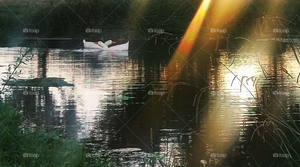 ducky. couple of ducks appear to hug, floating on a pond