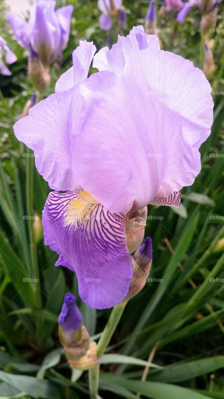 Irises in the garden💜💜