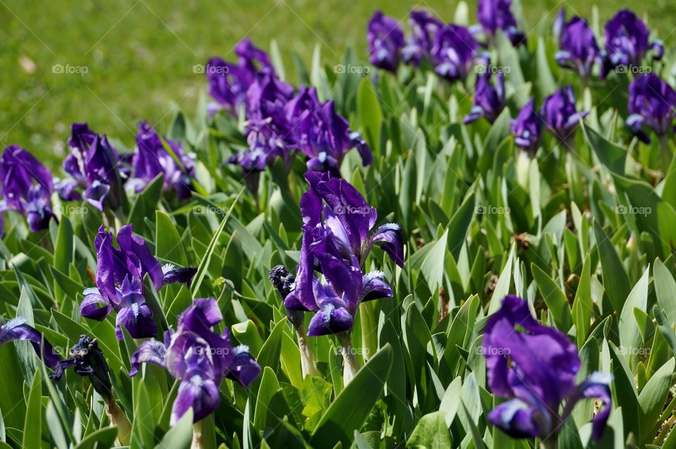 Patch of purple Iris. Purple Iris flowers