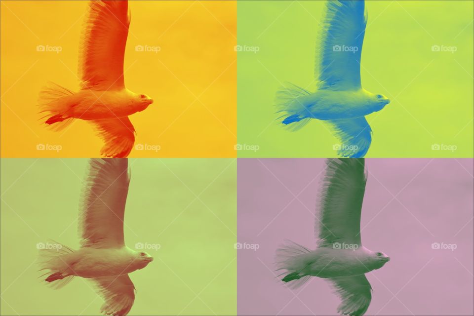 seaguls. Seagul in flight