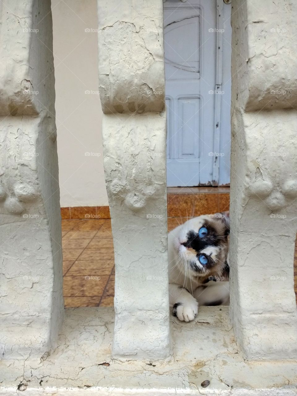 White kitten with beautiful blue eyes