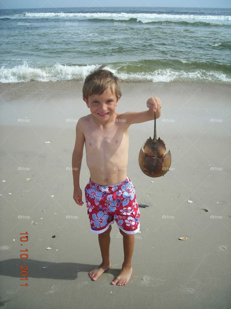 horseshoe crab