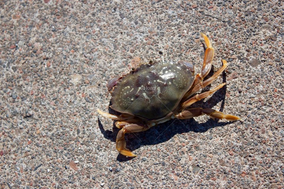 Crab