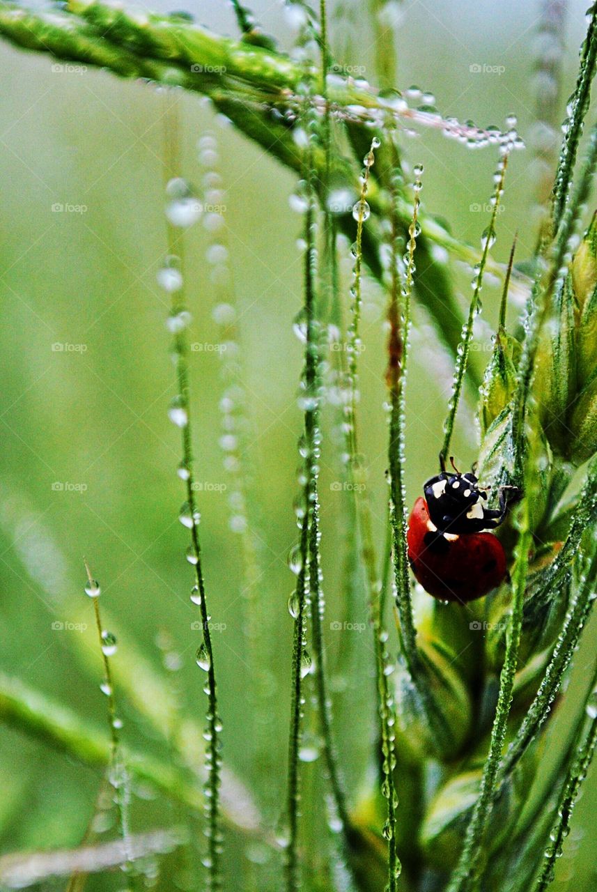 Ladybug on wet blade of grass
