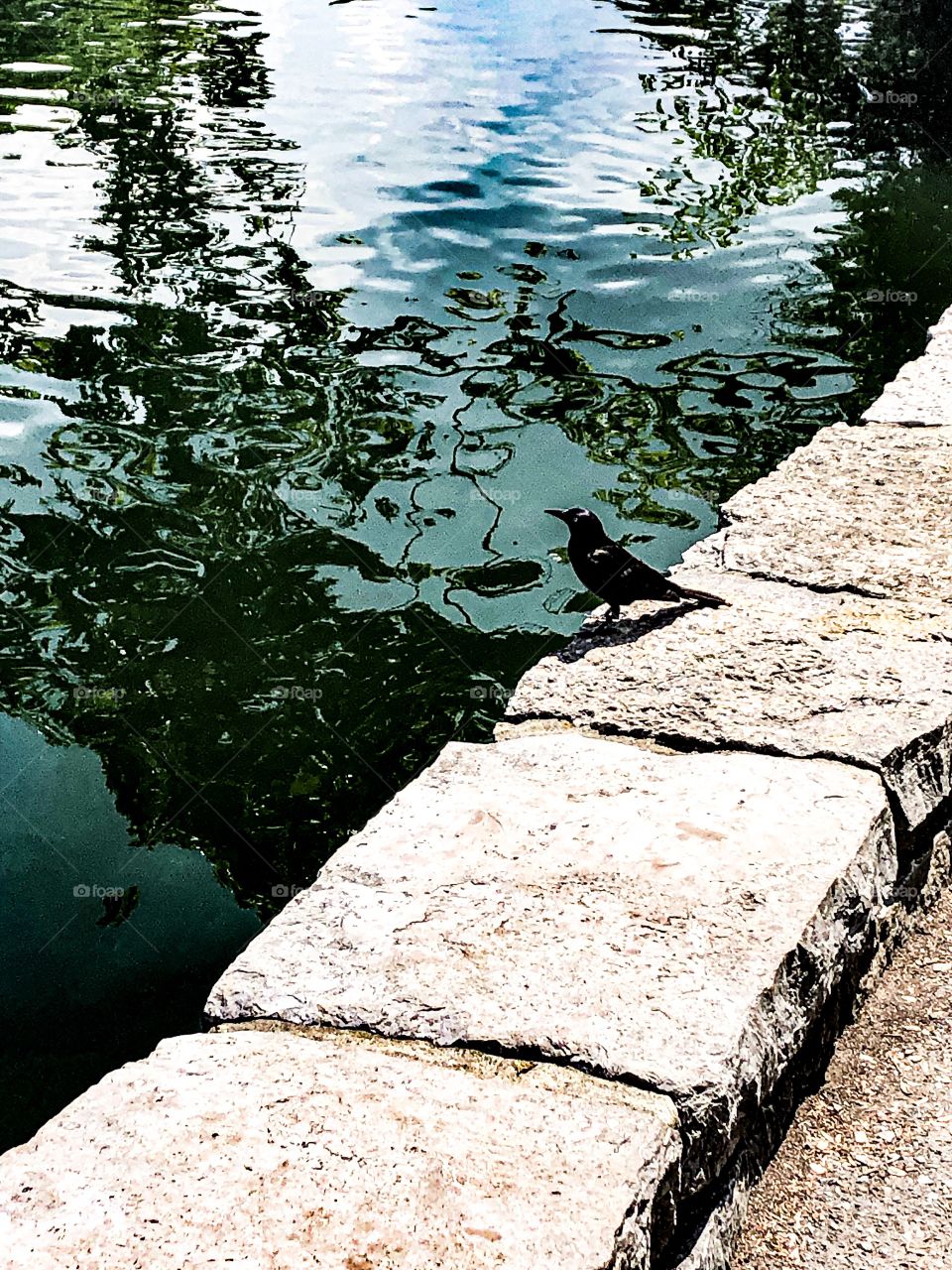 Bird by the water