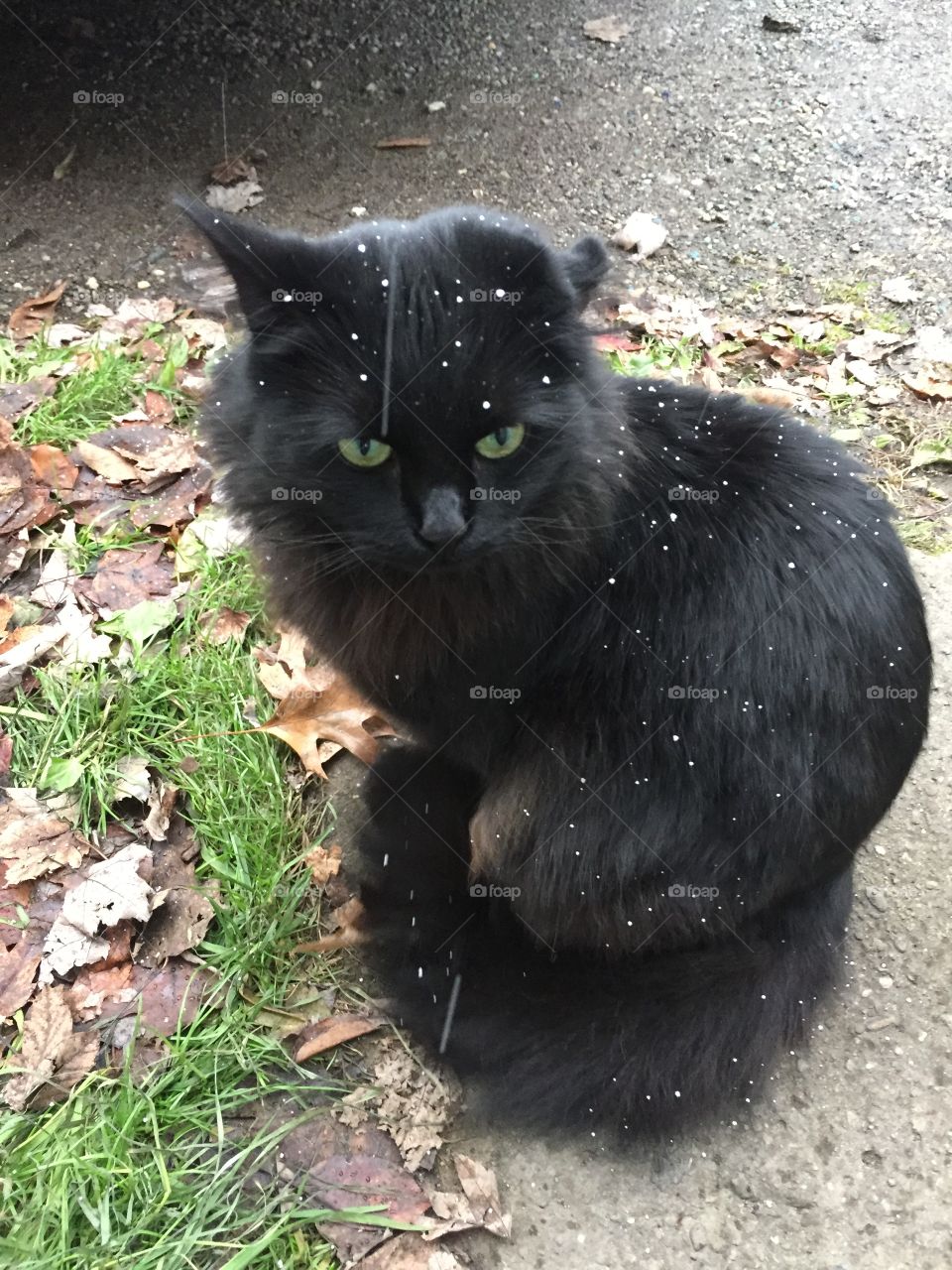 Snowy kit kat....