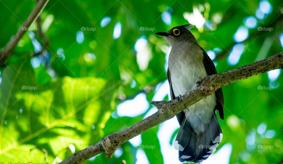 koel bird