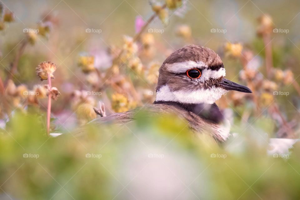 With Spring comes nesting season! A Killdeer keeps its eggs warm while beautifully blending in with the vegetation. 