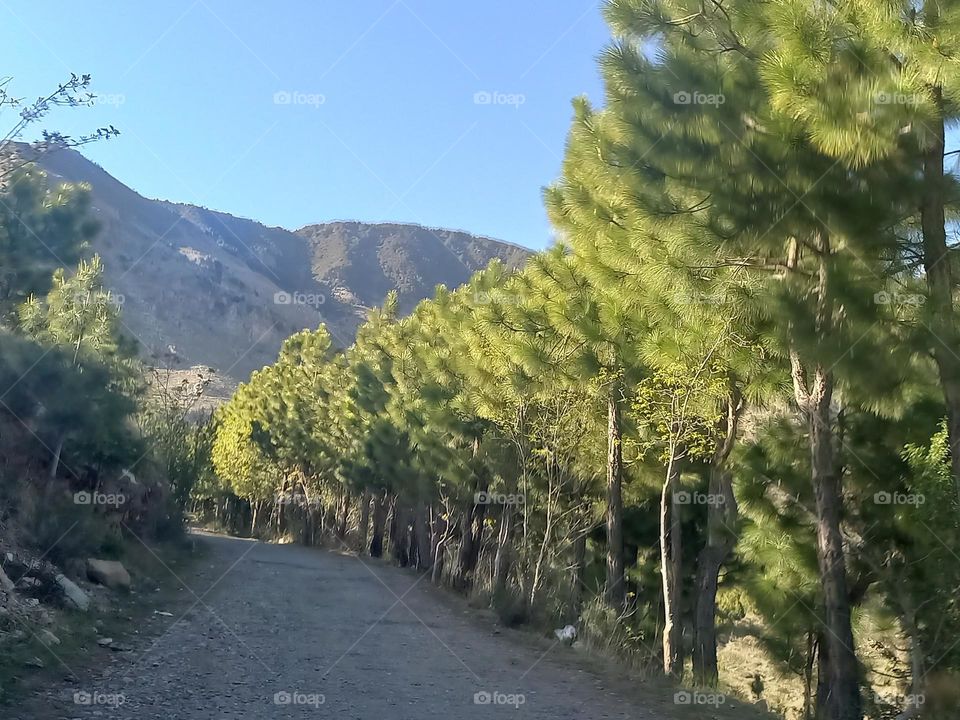 on the road green tree