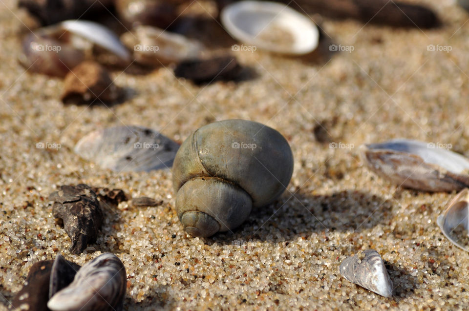 Seashells on the beach of the Baltic sea coast in Poland