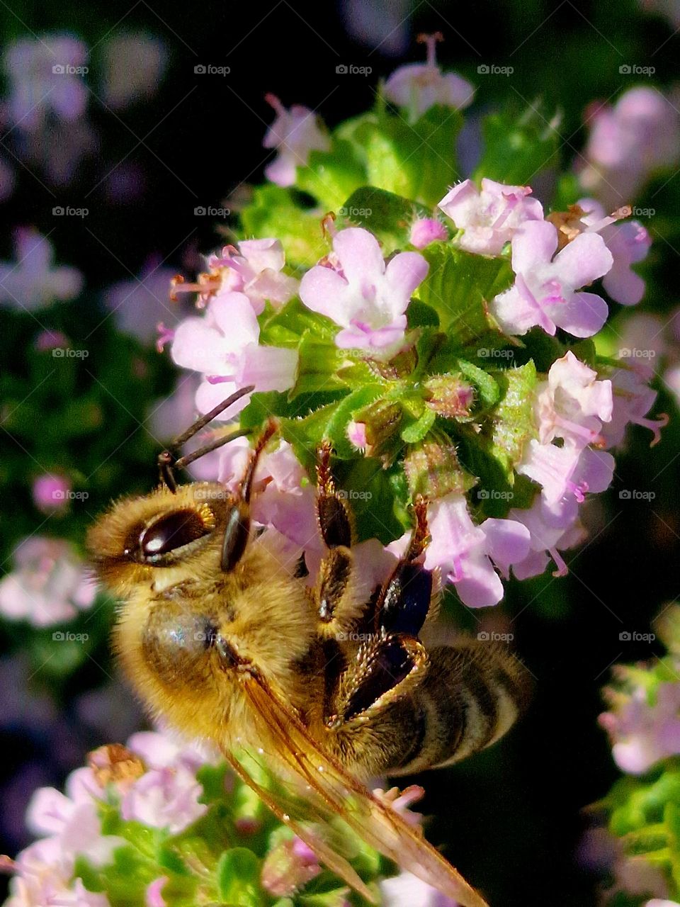 flower and bee