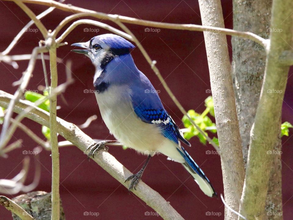 Jay in the tree