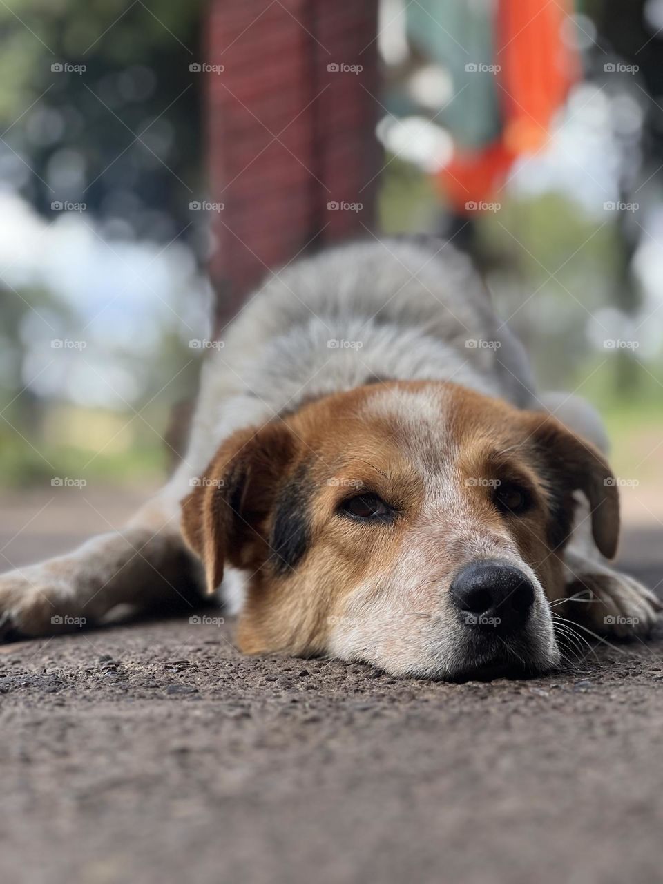 Perro descansando 