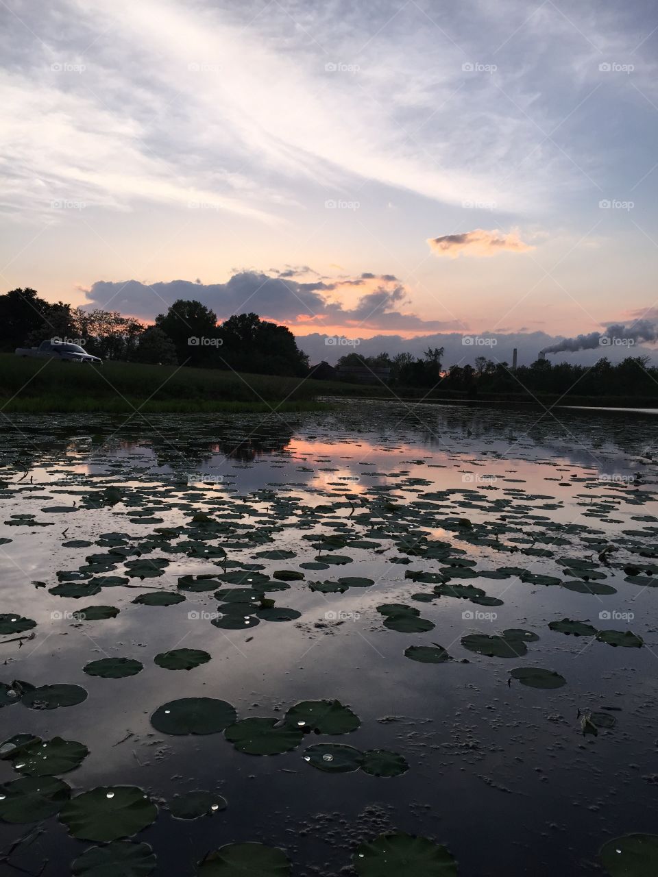 Bassin. Lily pads