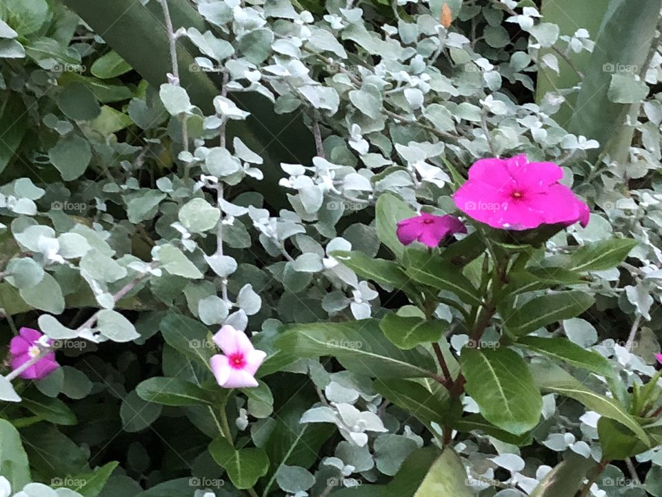 Pretty zoo flower bed