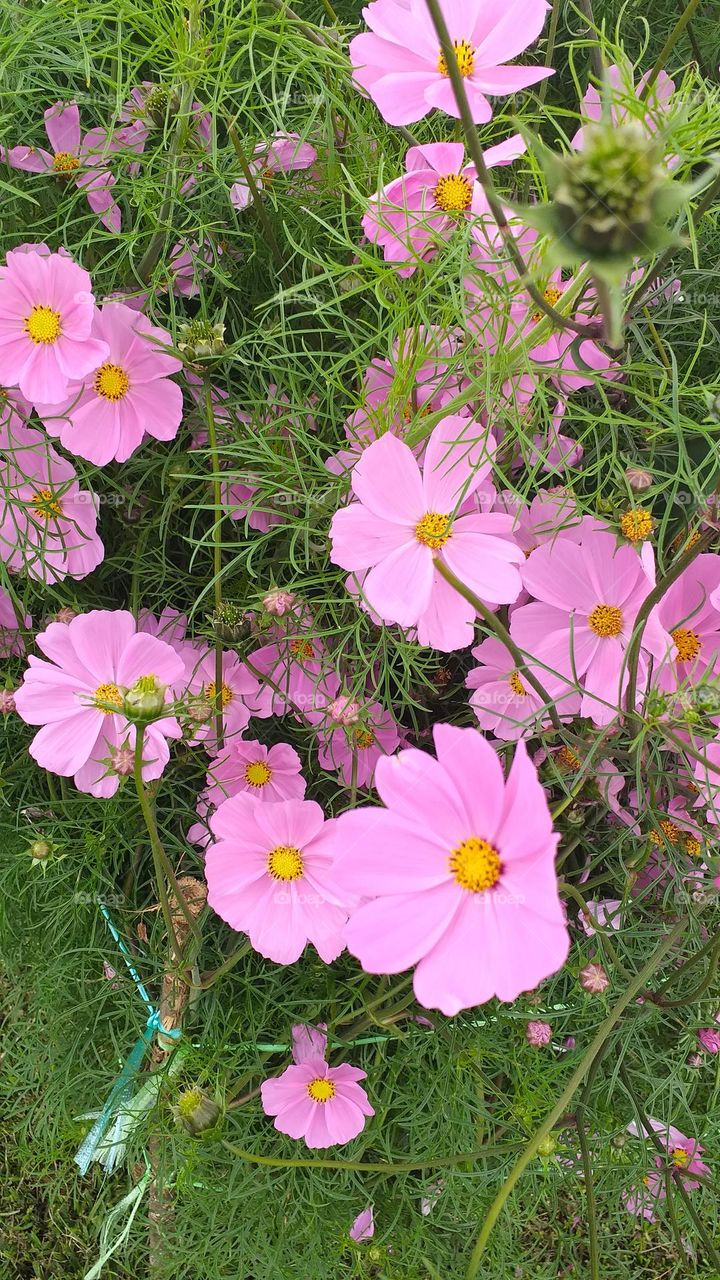 Flowers in Purple