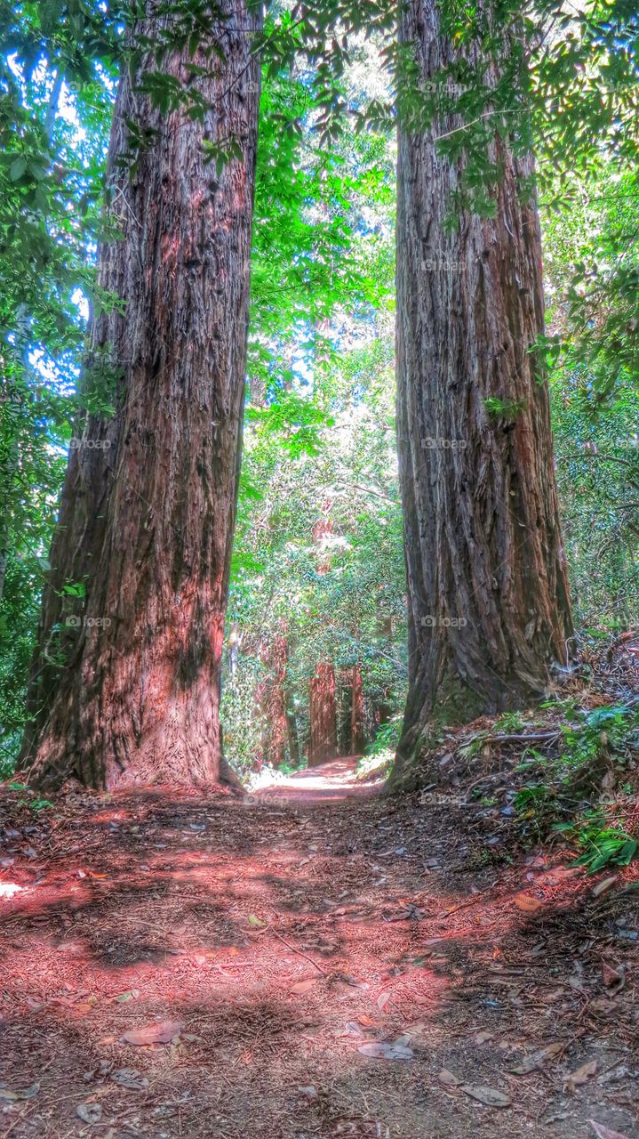 Redwoods 