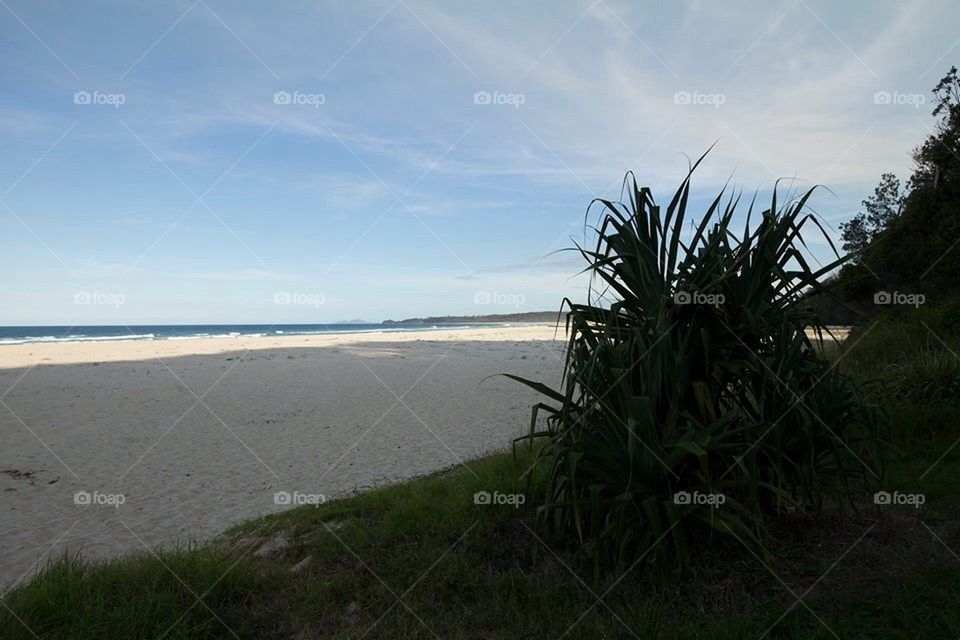 Beach Bush Landscape