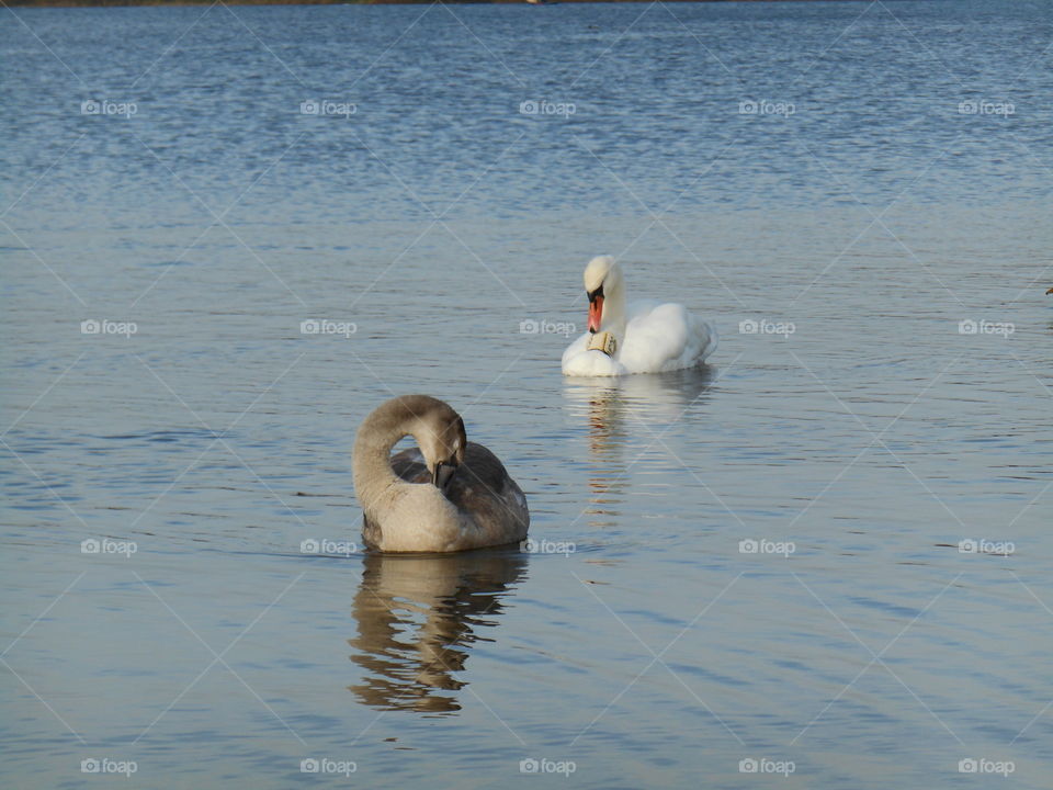 Water, Bird, No Person, Lake, Duck